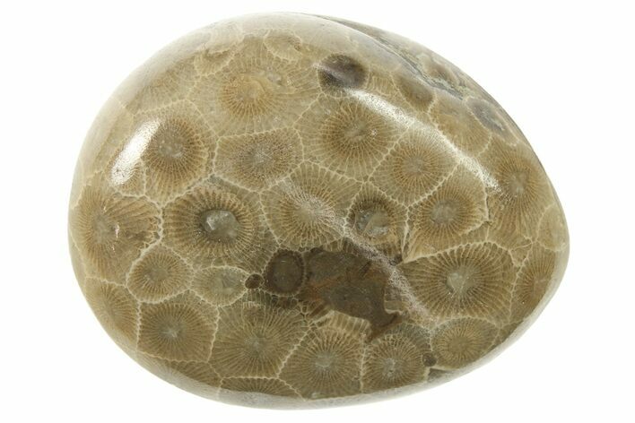 Polished Petoskey Stone (Fossil Coral) - Michigan #268046